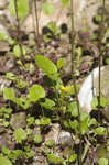 Roundleaf ragwort